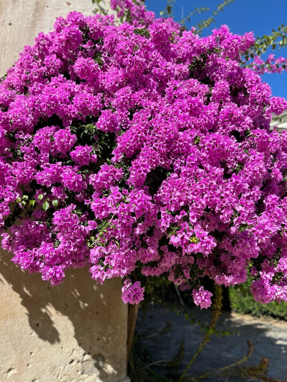 Introducing: Meanwhile, In Portugal