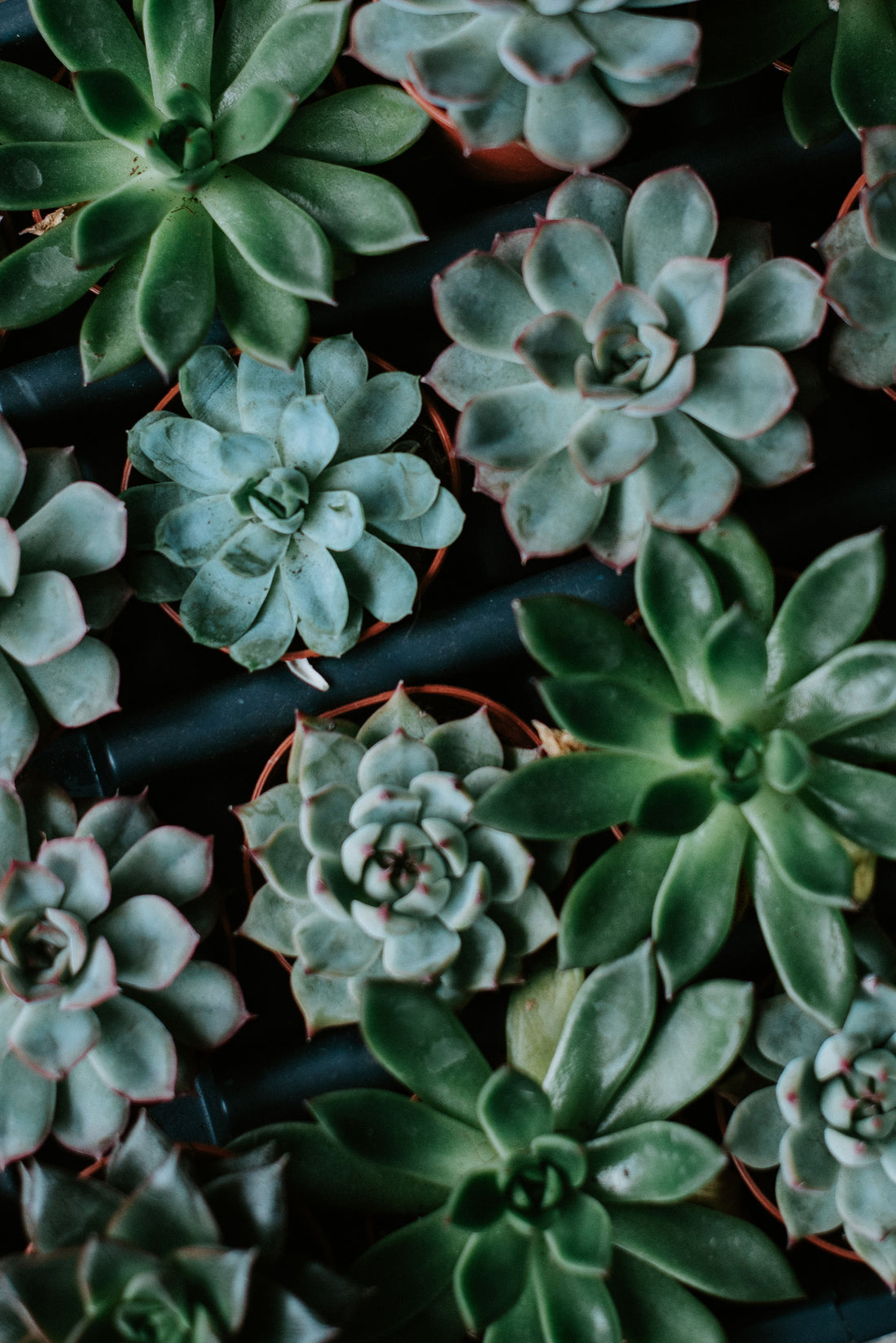 5 Ways You're Killing Your Succulent