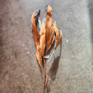 Grevillea - rust/sage