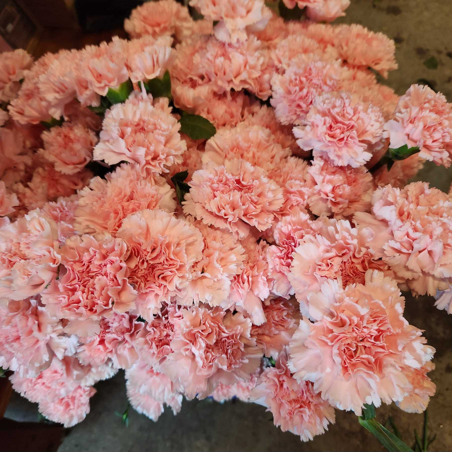 1 dz Pink Carnations
