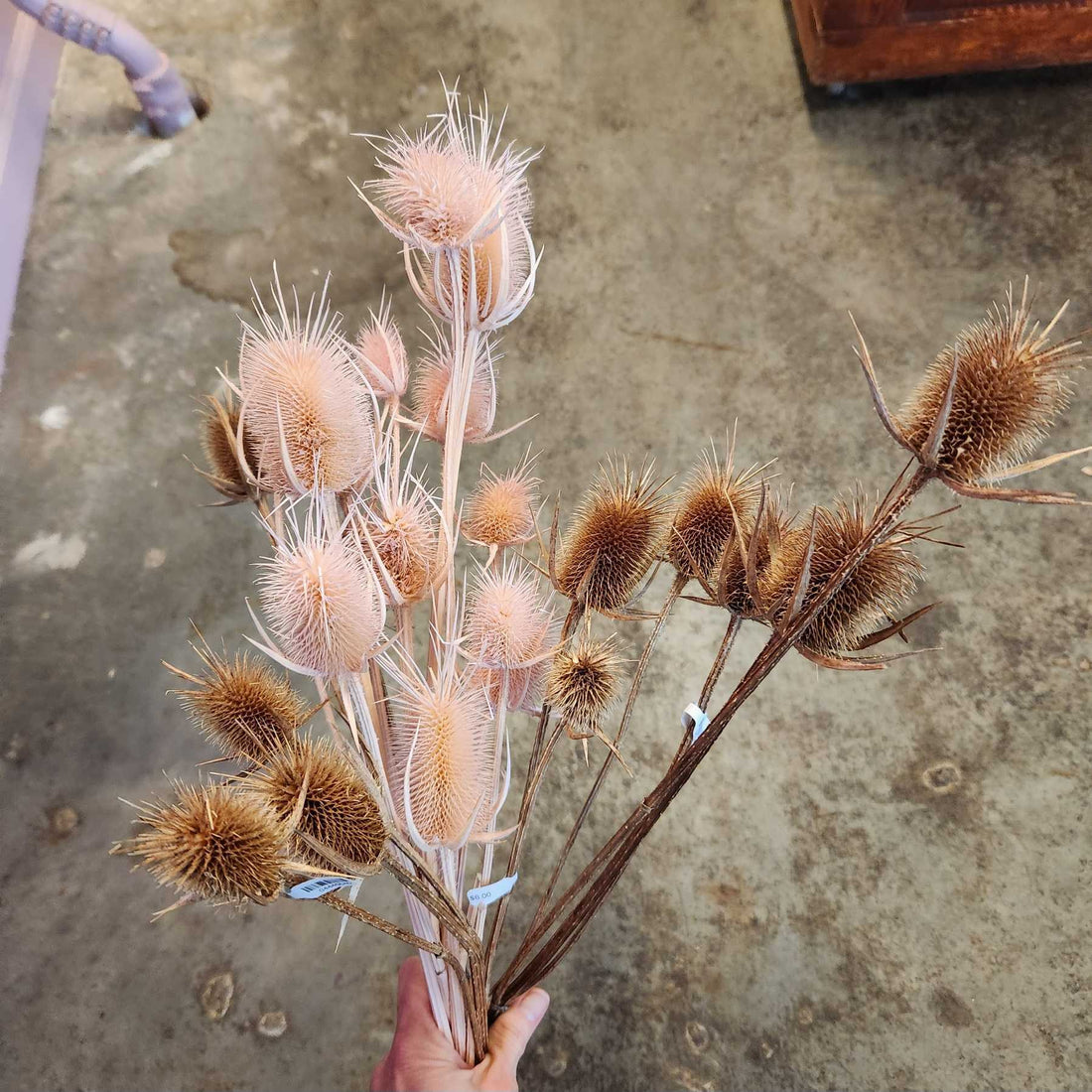 Thistle - Natural/Pink