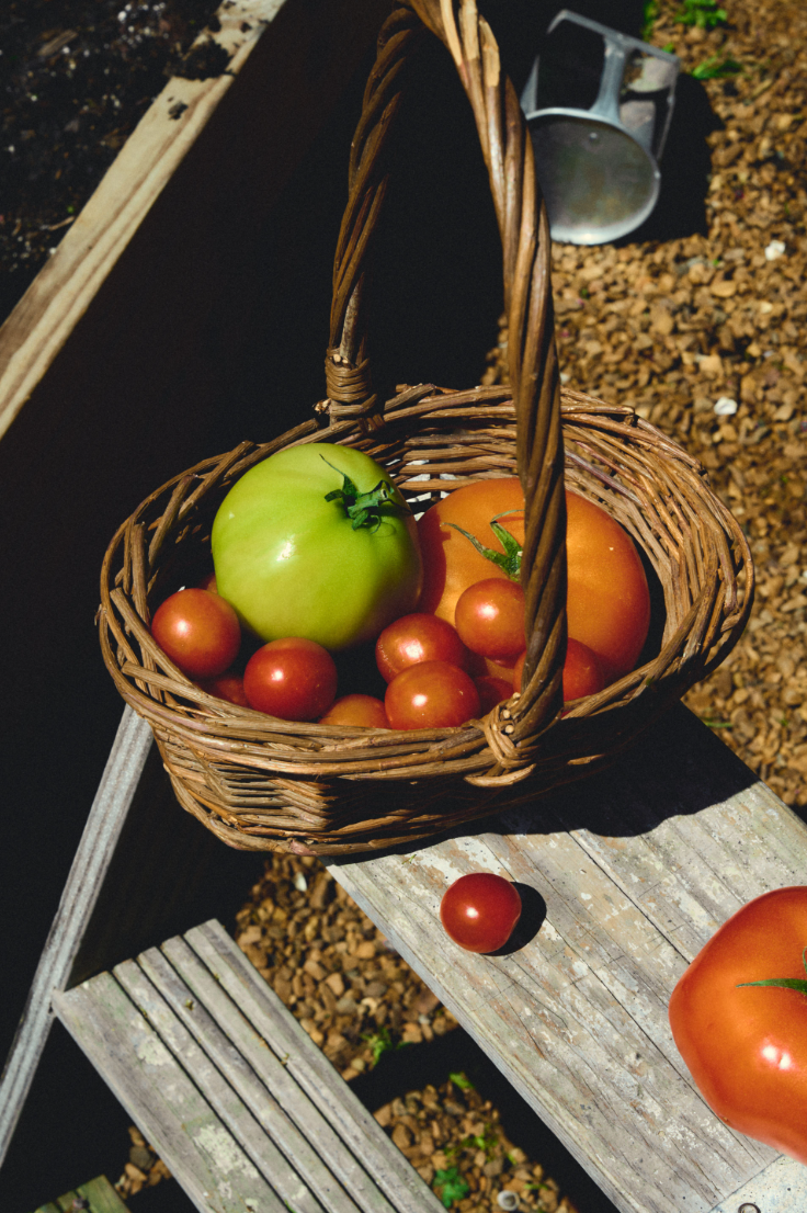 Ranger Station Wholesale - TENNESSEE TOMATO CANDLE