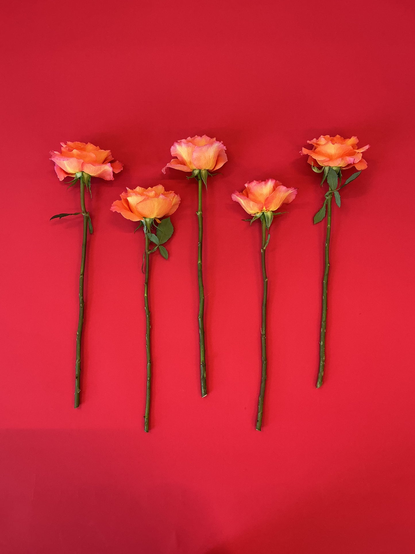 Father's Day Flower Kit