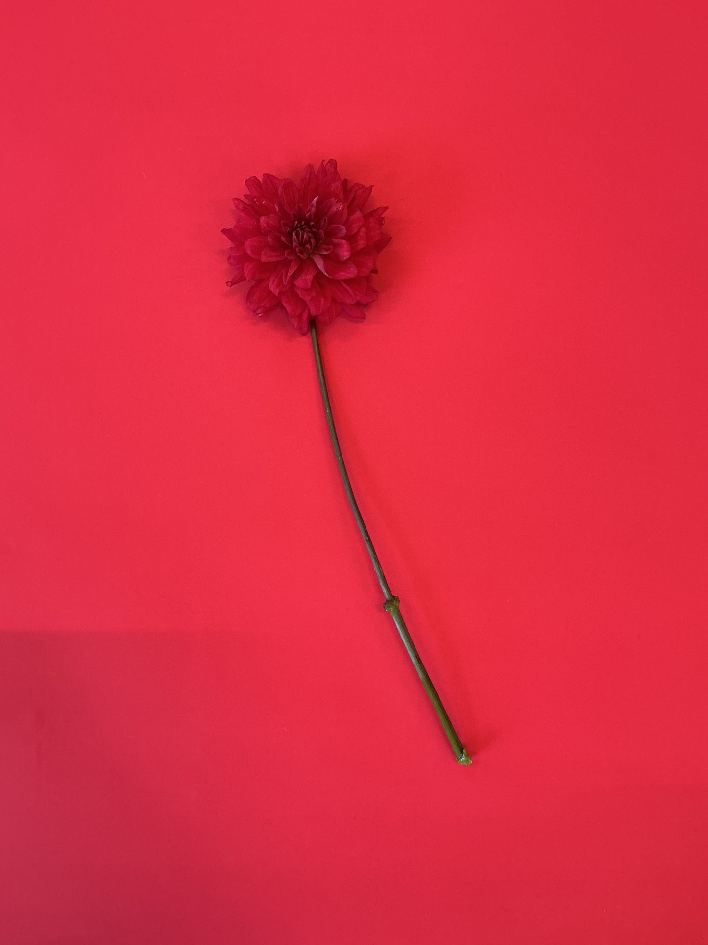 Father's Day Flower Kit