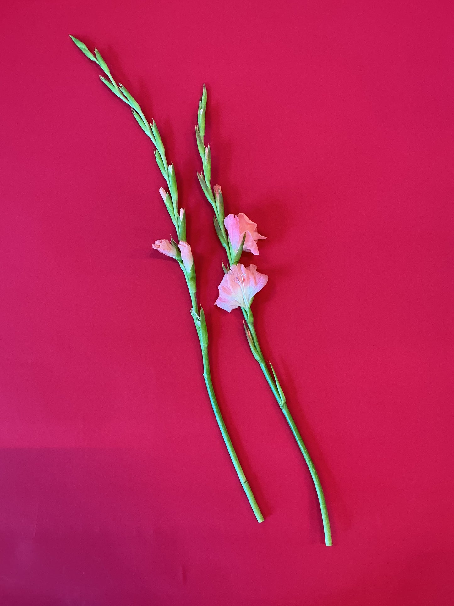 Father's Day Flower Kit