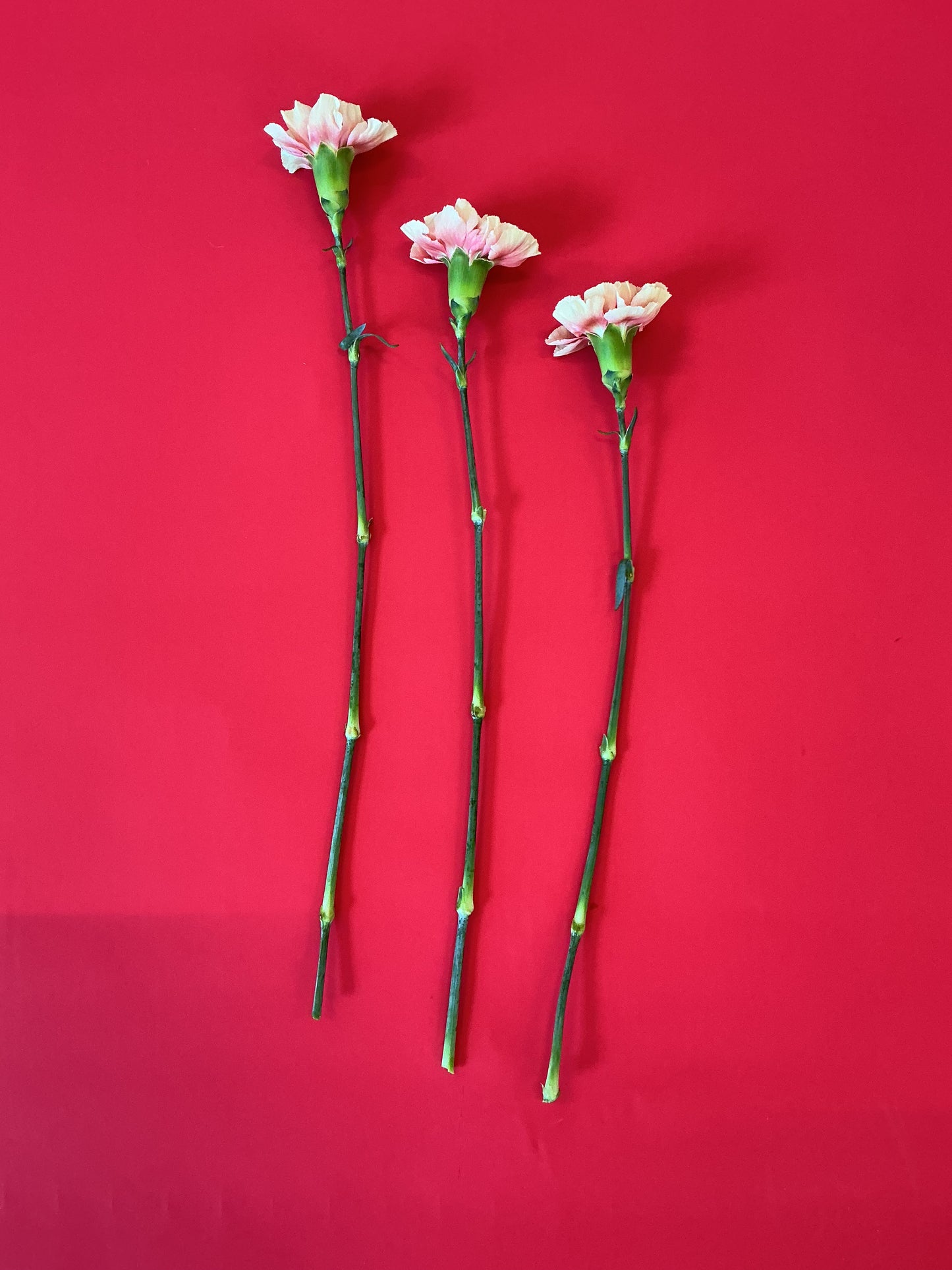 Father's Day Flower Kit