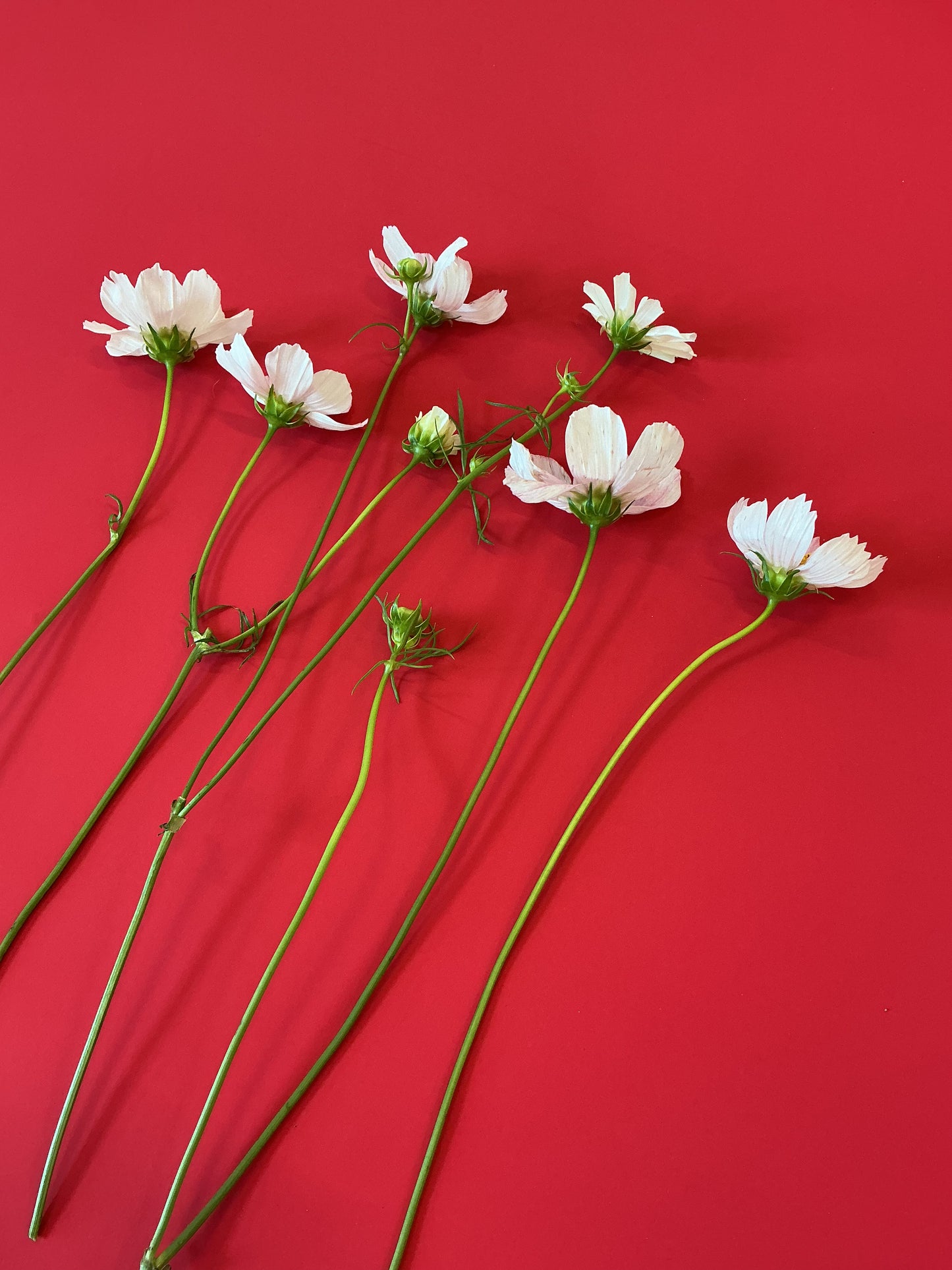 Father's Day Flower Kit