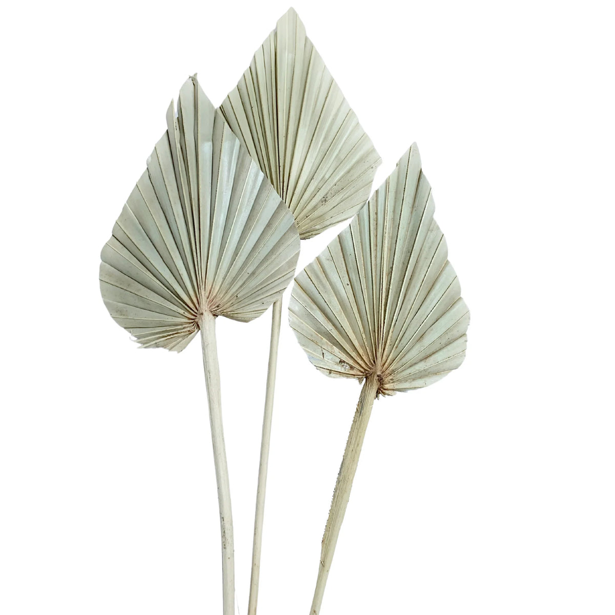 Bleached Palm Spear Trio
