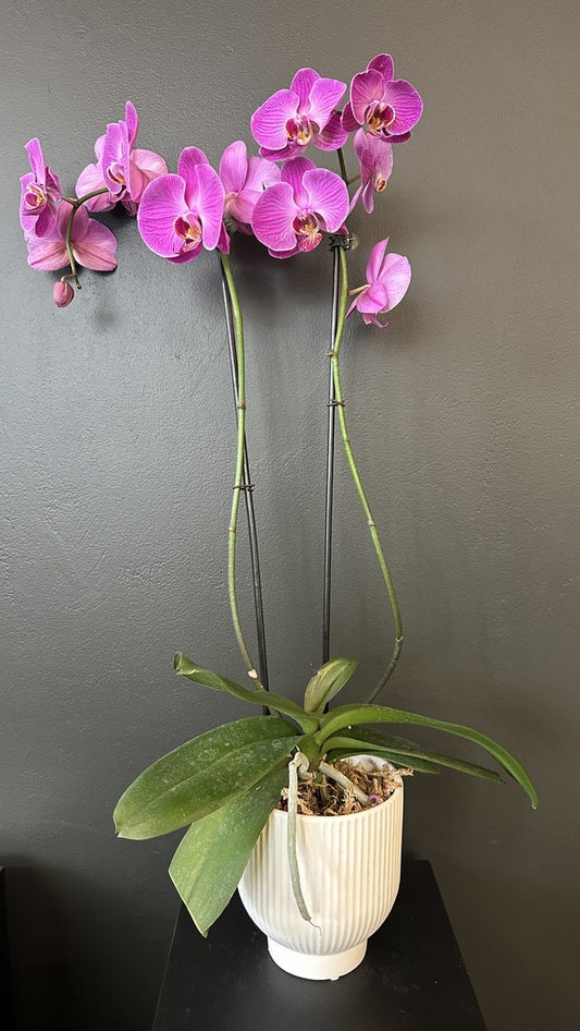 29" Orchid: Purple