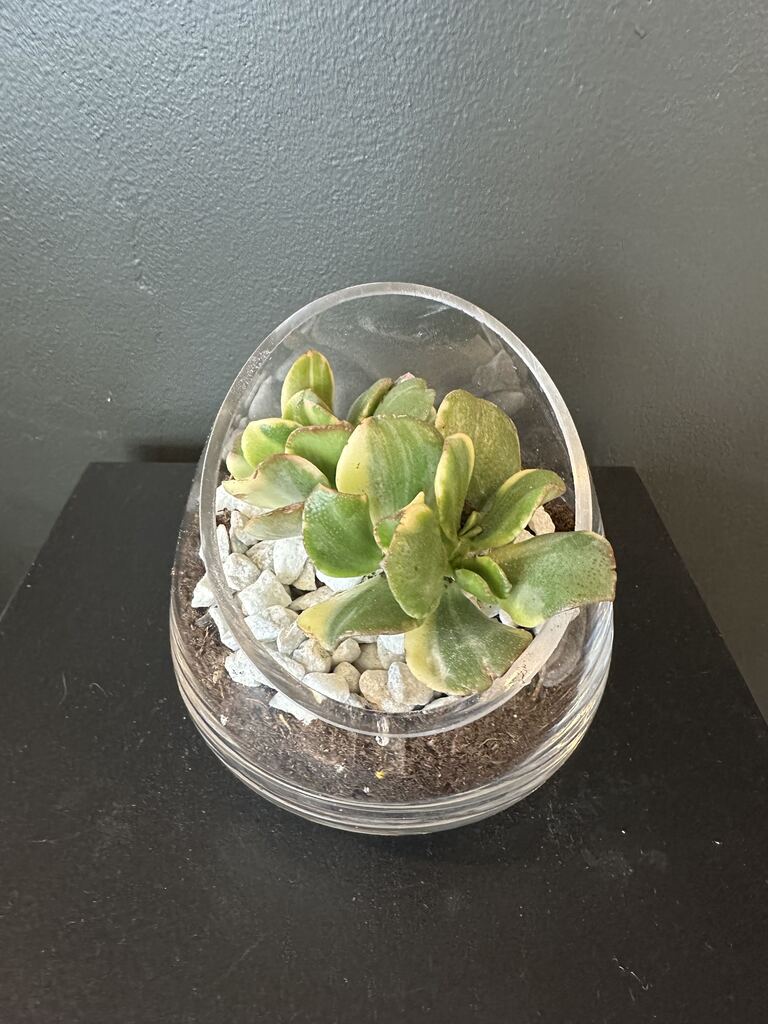 Terrarium