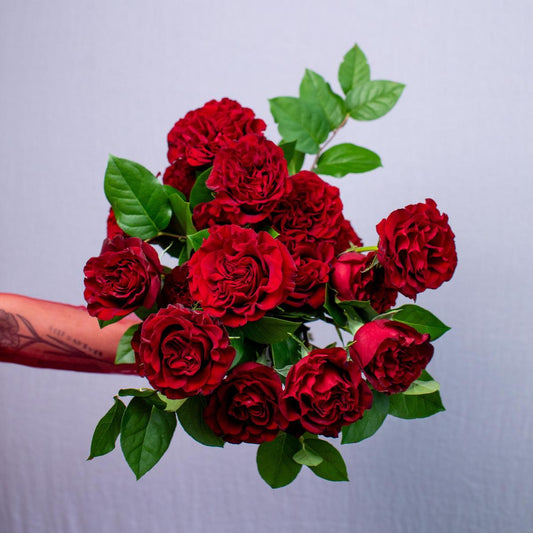 Bouquet of red roses held by a person against a light gray background