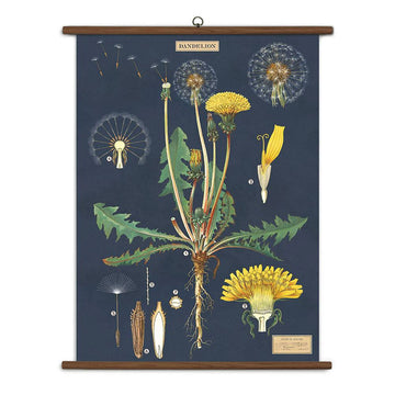 Vintage Dandelion Chart