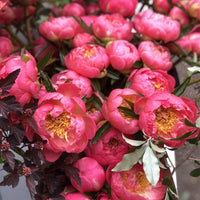 Peony Party Bouquet (MOTHER'S DAY ONLY)