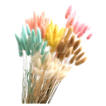 Lagurus